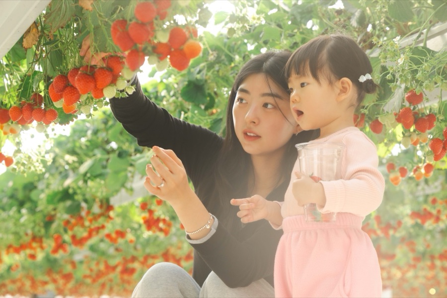 엄마와 아이가 함께 딸기를 따는 모습